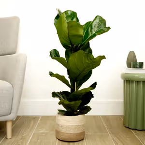 Fiddle Leaf Fig - Indoor Plant