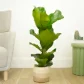 Fiddle Leaf Fig