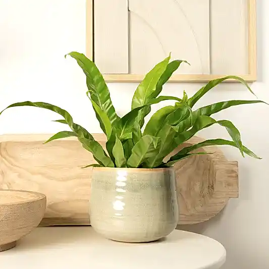 Birds Nest Fern | Antiquum | Pet Safe Plants