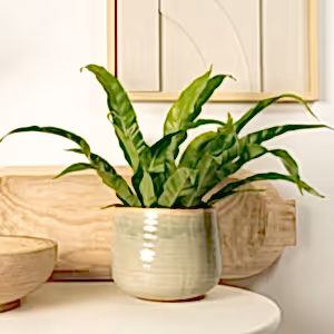Birds Nest Fern | Antiquum - Indoor Plant