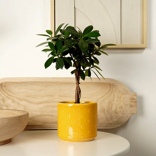 Weeping Fig | Maya Twist | 
