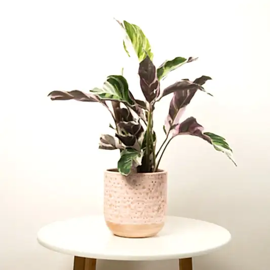 Prayer Plant | White Fusion | Rare Plant | Pet Safe Plants