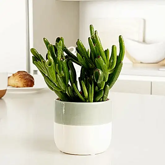 Crassula | Hobbit | Potted Houseplants