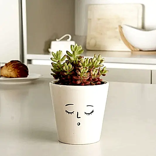 Jelly Bean Plant | Pink | Potted Houseplants