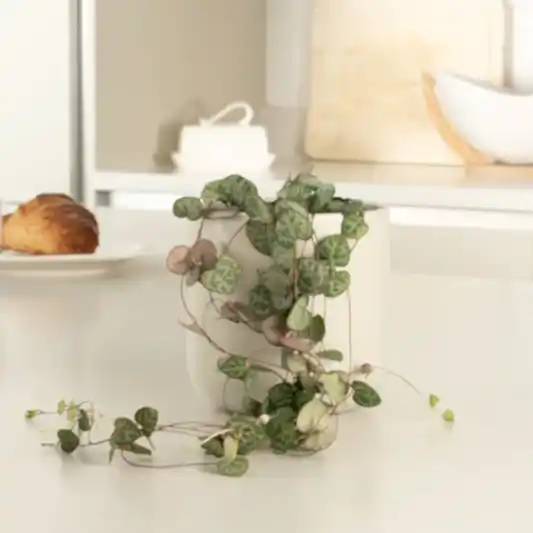 String Of Hearts | Woodii | Indoor Hanging Plants