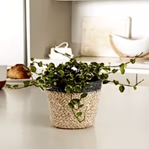 Creeping Fig | White Sunny - Indoor Plant