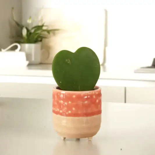Heart Plant | Kerrii | Indoor Succulent Plants