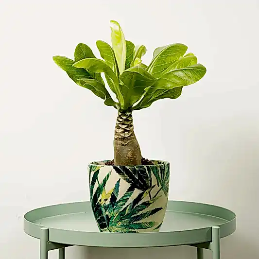 Hawaii Palm | Hard To Find | Trees & Bonsai