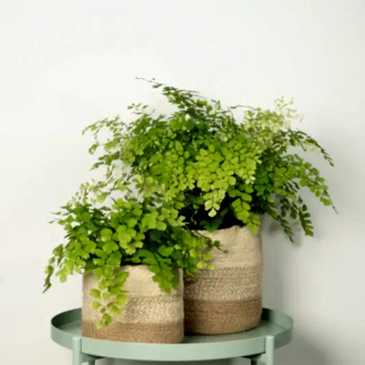 Maidenhair Fern | Pet Safe Plants
