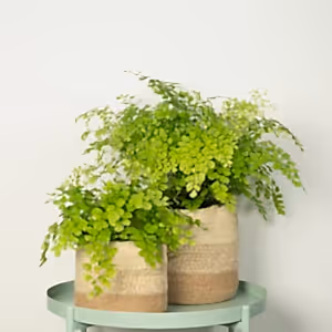 Maidenhair Fern - Indoor Plant