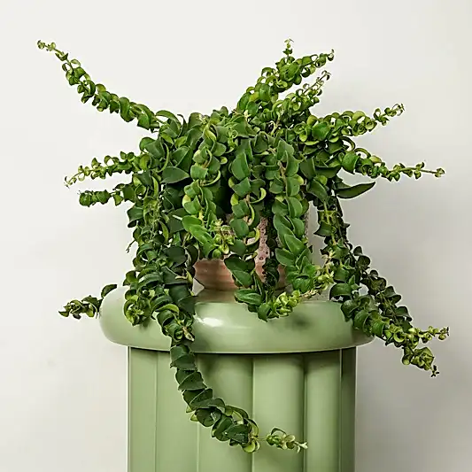 Lipstick Plant | Rasta | Potted Houseplants