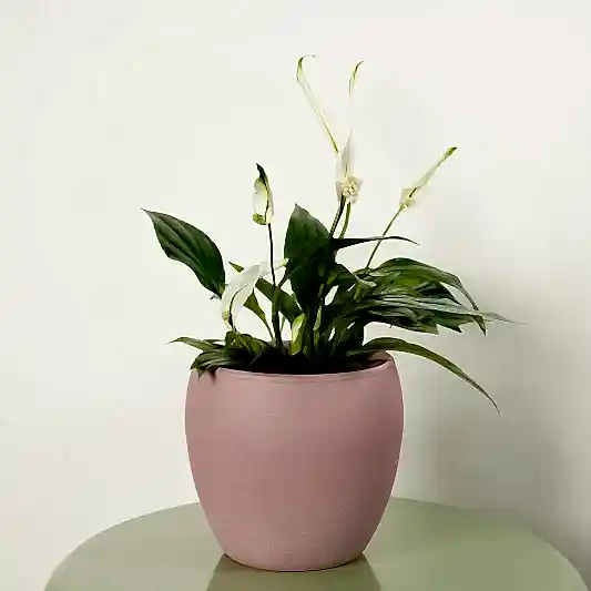 Peace Lily | Bingo Cupido | 