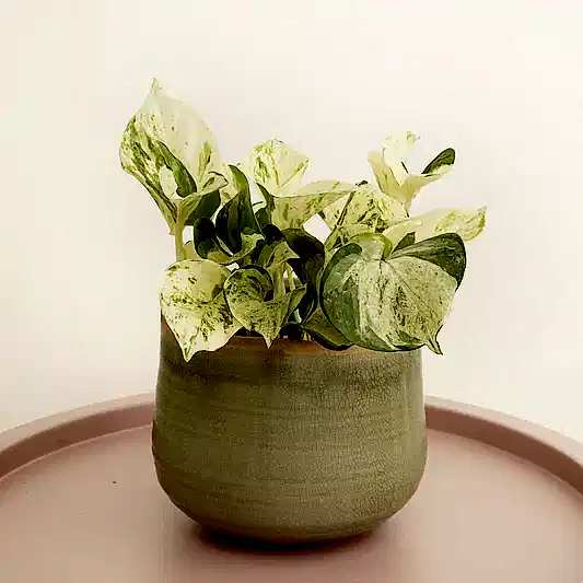 Pothos | Manjula | Indoor Hanging Plants