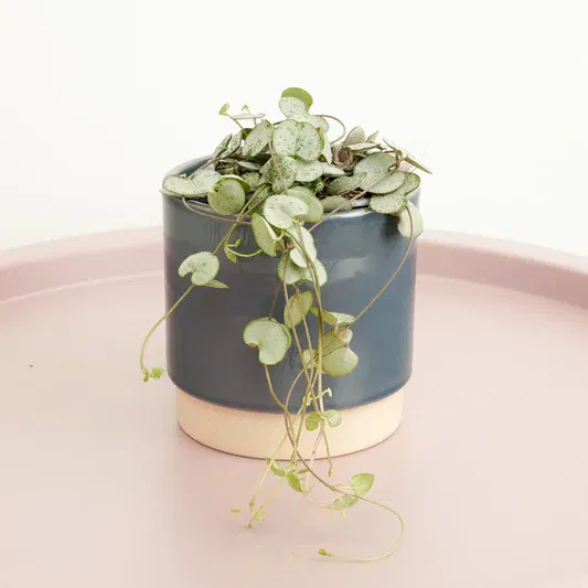 String Of Hearts | Silver Glory | Hard To Find | Indoor Hanging Plants