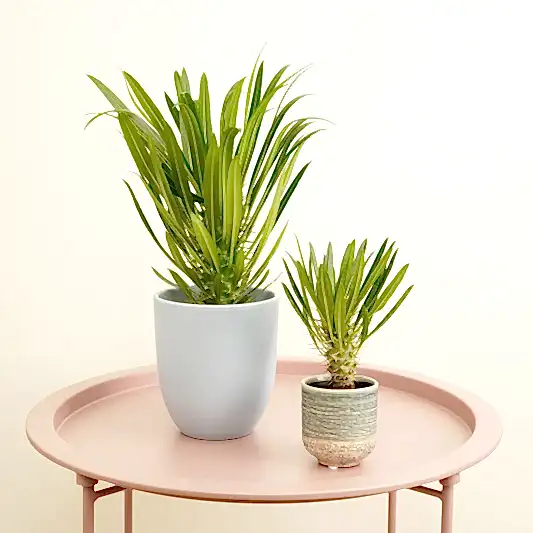 Madagascar Palm | Trees & Bonsai