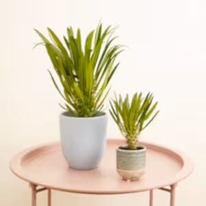 Madagascar Palm - Indoor Plant