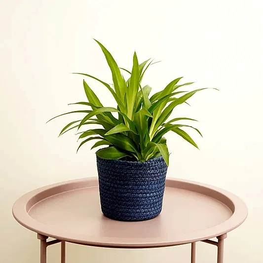 Spider Plant | Lemon | Indoor Hanging Plants