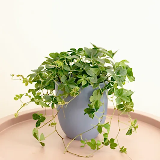 Sugar Vine | Verona | Potted Houseplants