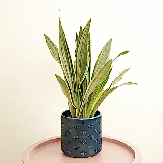 Snake Plant | Metallica | Rare Find | Perfect Plants for Under £50