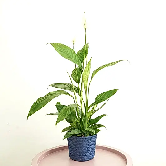 Peace Lily | Alana | 