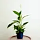 Peace Lily | Alana