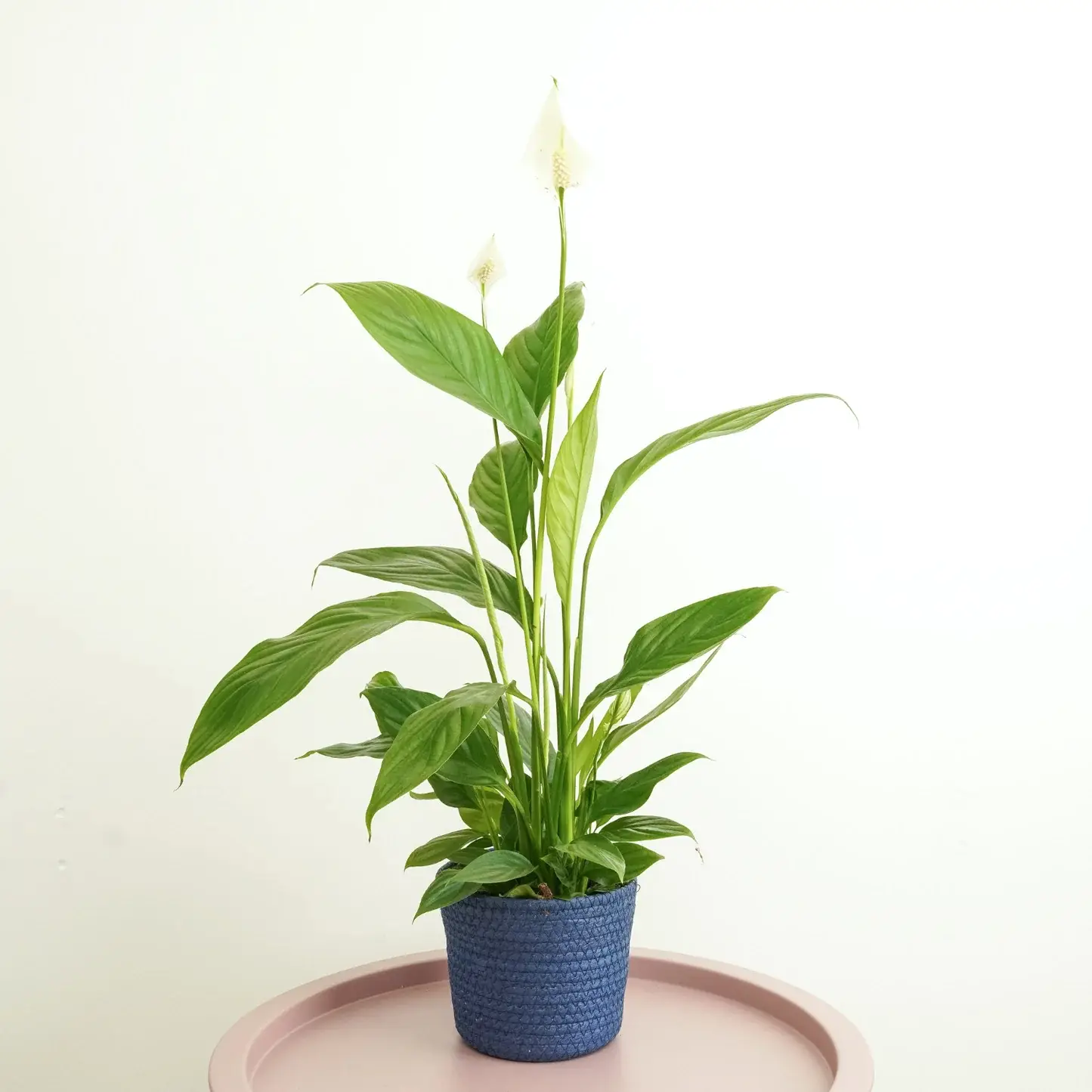 Peace Lily | Alana