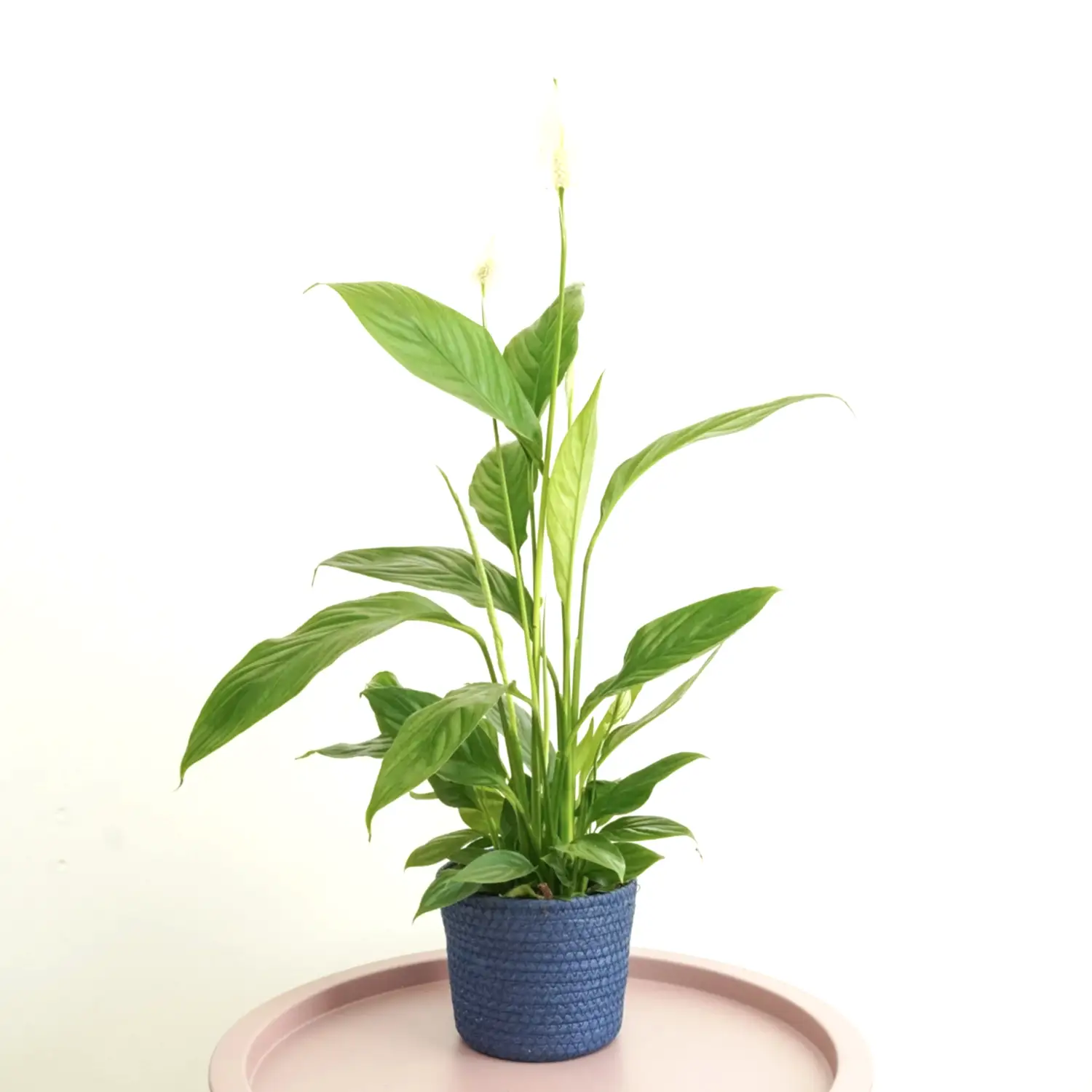 Peace Lily | Alana
