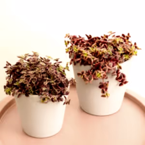 Calico Kitten | Red Albo - Indoor Plant