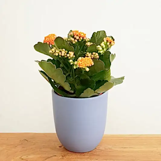 Orange Kalanchoe | Potted Houseplants
