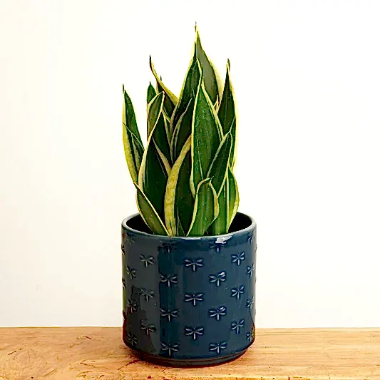 Snake Plant | Black Gold | Indoor Succulent Plants