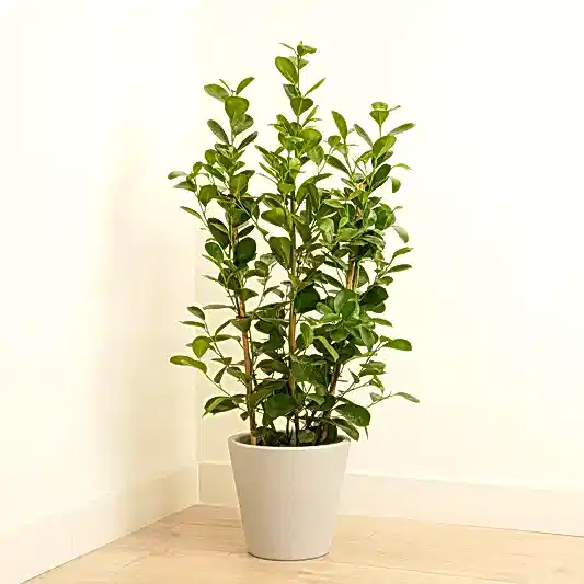 Laurel Fig | Moclame | 
