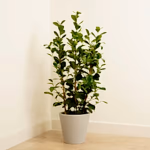 Laurel Fig | Moclame - Indoor Plant