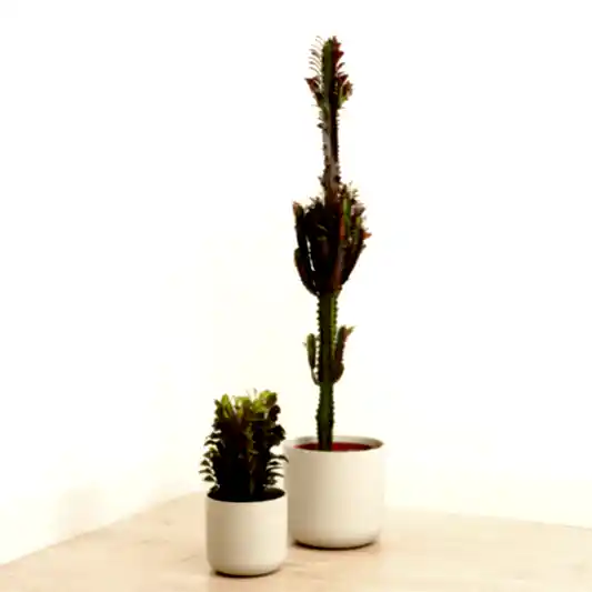 African Milk Tree | Red | Potted Houseplants