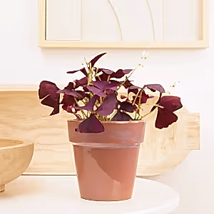 False Shamrock | Purple - Indoor Plant
