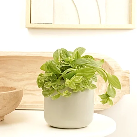 Wandering Dude | Ivory Hill | Bright Tenderness | Hard To Find | Indoor Hanging Plants