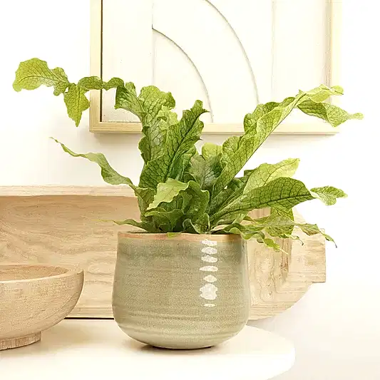 Crocodile Fern | Rare Plant | Potted Houseplants