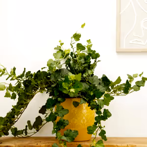 English Ivy | Wonder - Indoor Plant