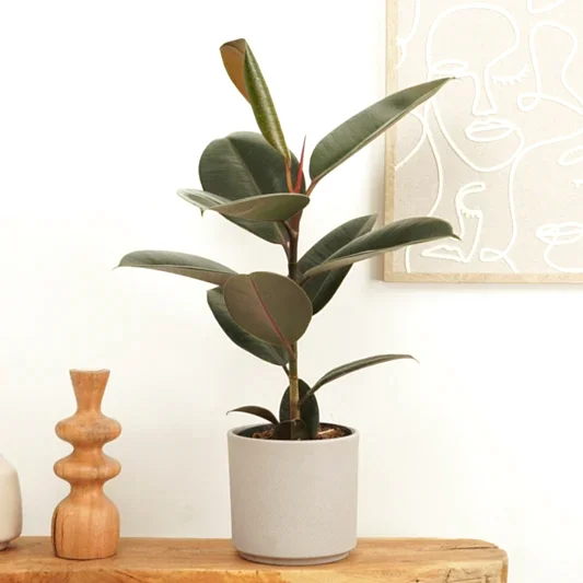 Rubber Tree | Abijan | 