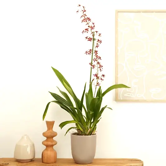 Scented Dancing Ladies Orchid | Cherry Baby | Hard To Find | Pet Safe Plants