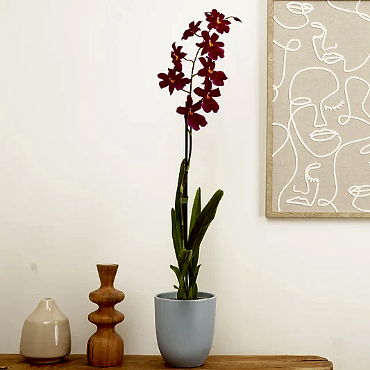 Burrageara Orchid | Nelly Isler Red Velvet | Pet Safe Plants