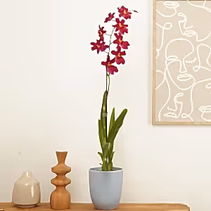 Burrageara Orchid | Nelly Isler Red Velvet - Indoor Plant
