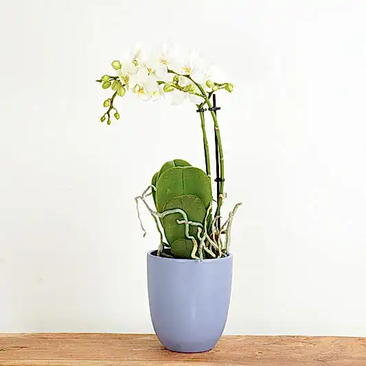 White Phalaenopsis Orchid | Dame Blanche | Orchid Plants