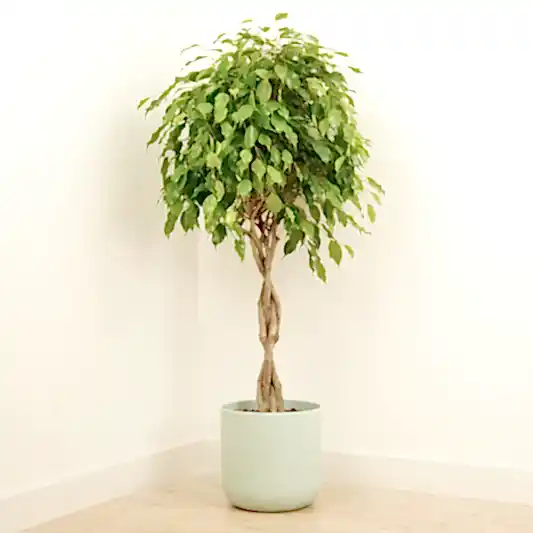 Weeping Fig | Exotica | 
