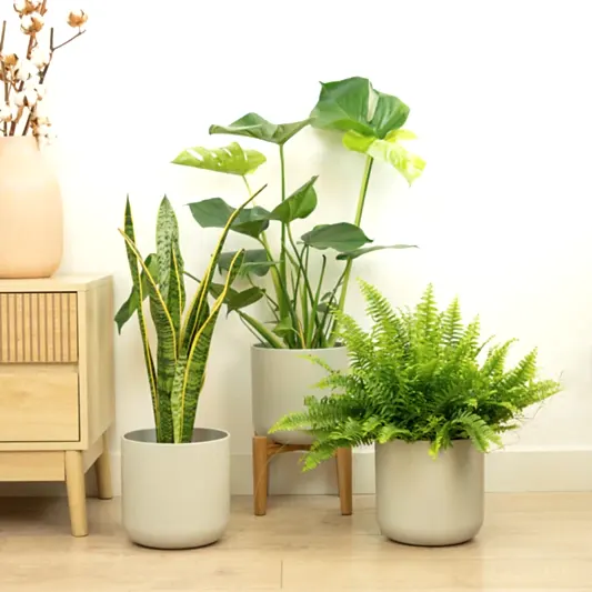 Starter Plant Parent | Plant Bundle | Monstera Plants