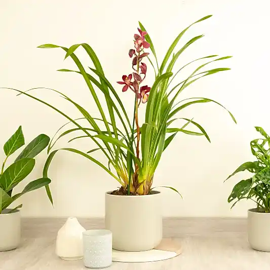 Cymbidium Orchid | Gilly | Perfect Plants for Under £50