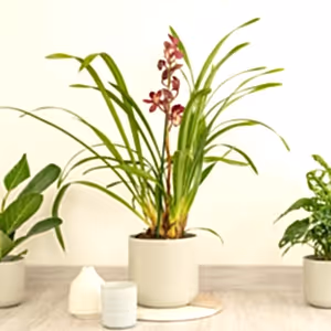 Cymbidium Orchid | Gilly - Indoor Plant