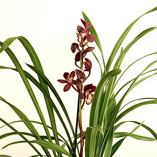 Cymbidium Orchid | Gilly | Potted Houseplants