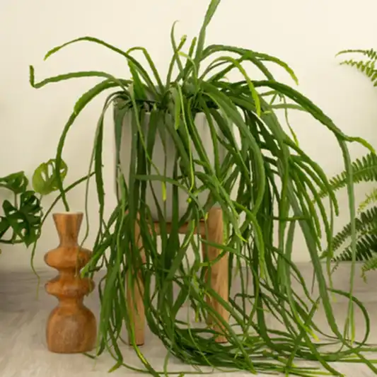 Bolivianum Forest Cactus | 