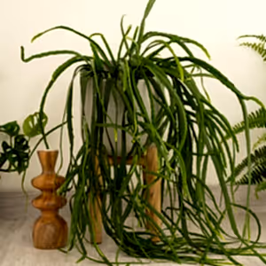 Bolivianum Forest Cactus - Indoor Plant