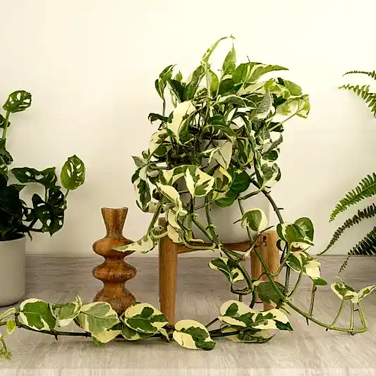 Pothos | Happy Leaf | N'joy | Climbing & Vine Plants